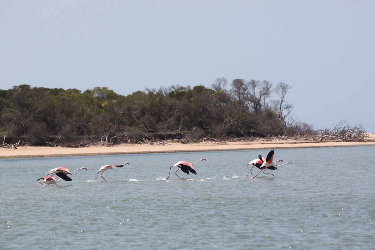 Greater Flamingo - ML620978157