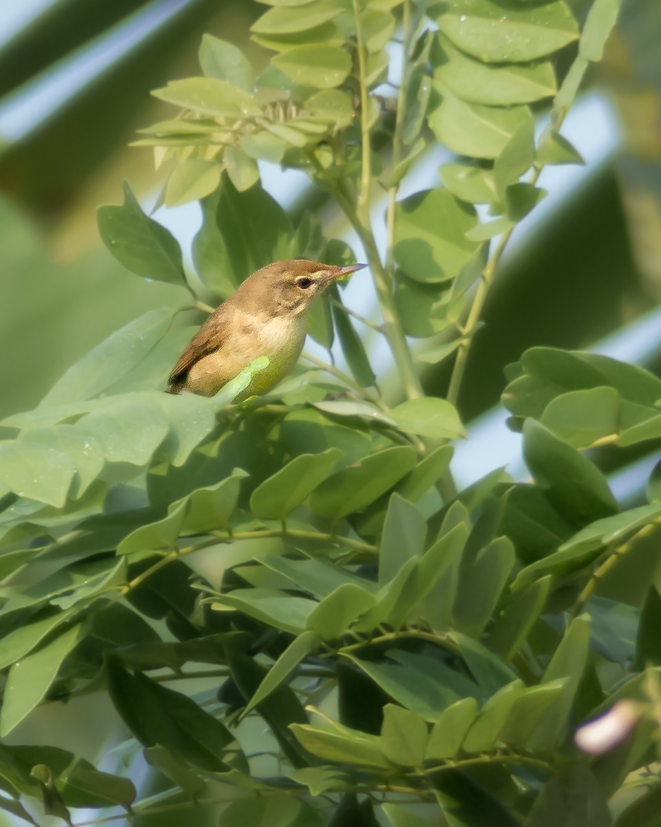 Phylloscopus sp. - ML620978176