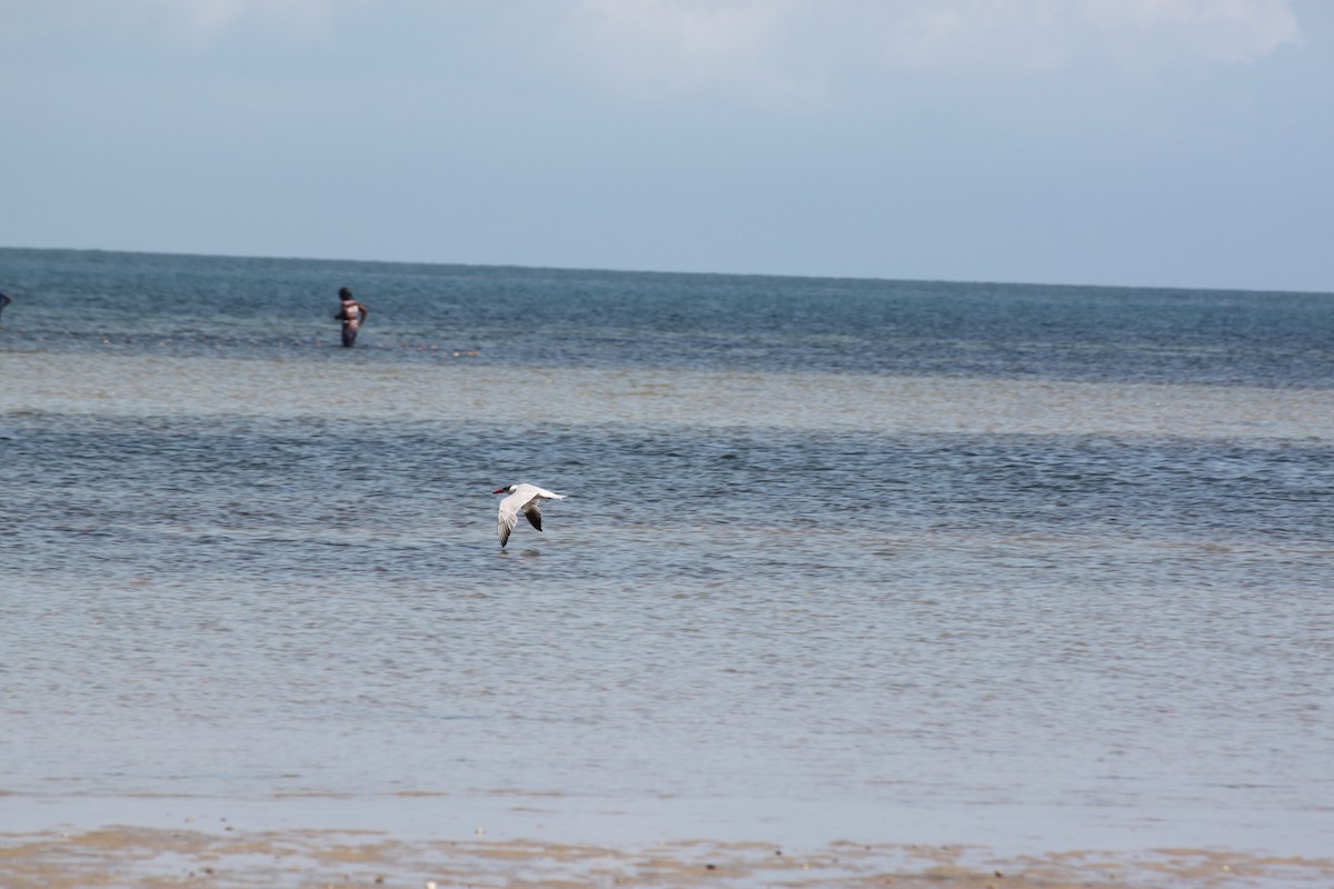 Caspian Tern - ML620978178