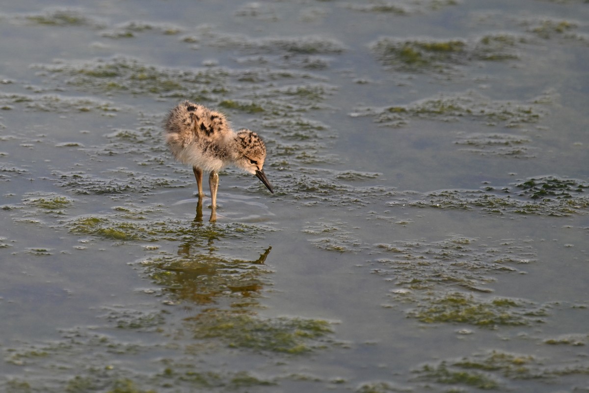 Black-winged Stilt - ML620978191