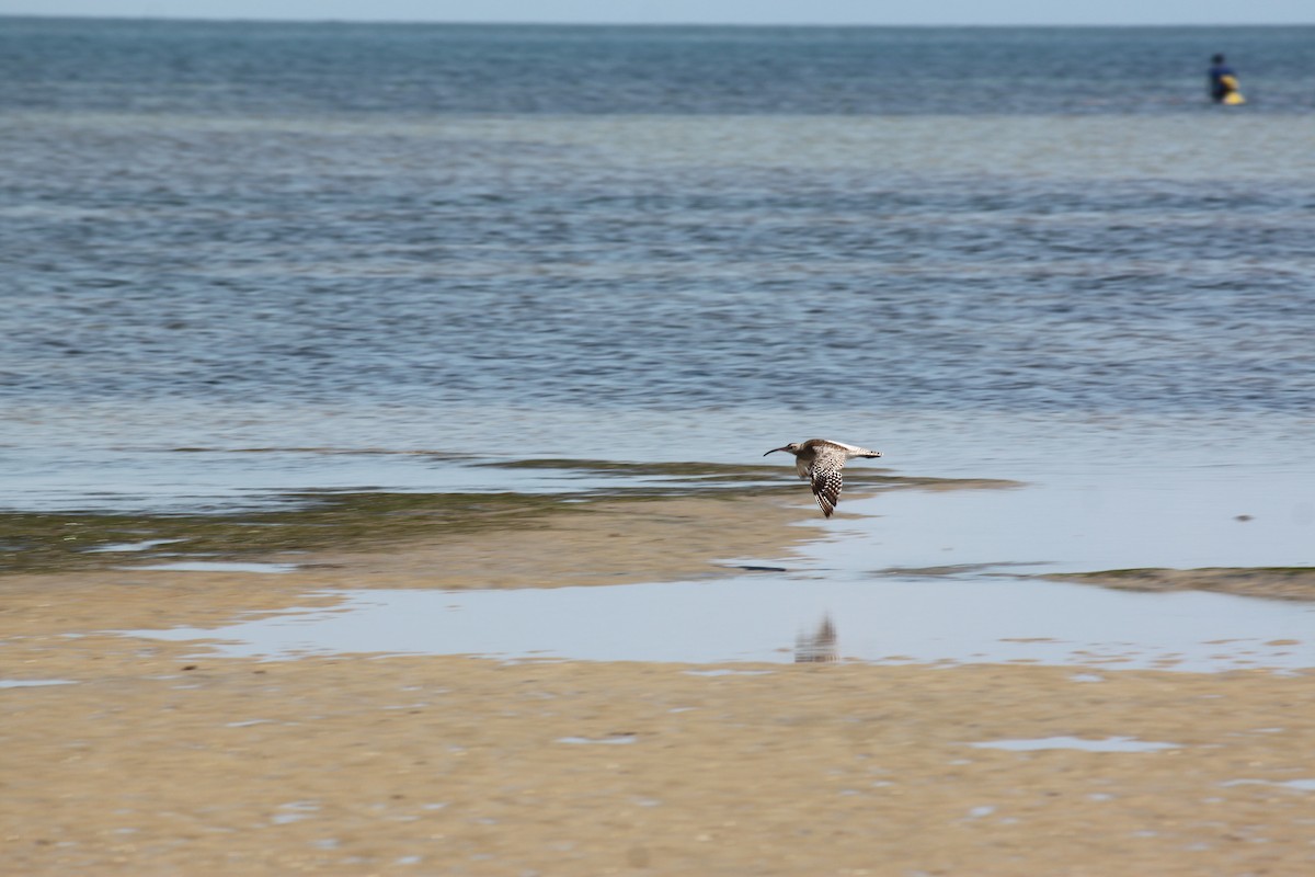 チュウシャクシギ（phaeopus） - ML620978197