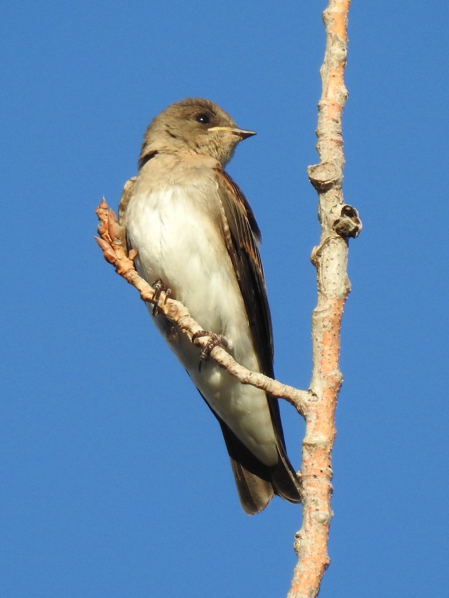 Northern Rough-winged Swallow - ML620978199