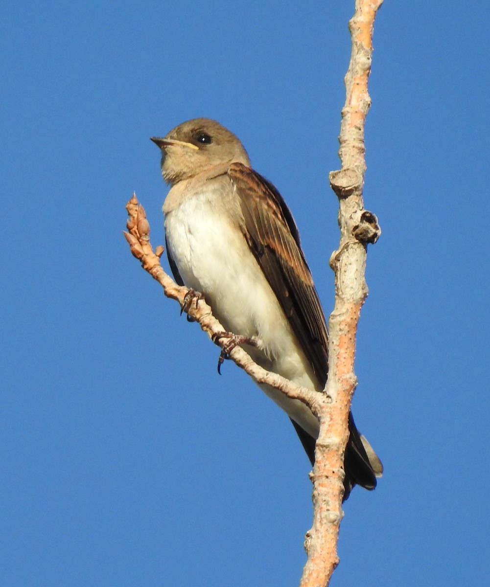 Northern Rough-winged Swallow - ML620978201