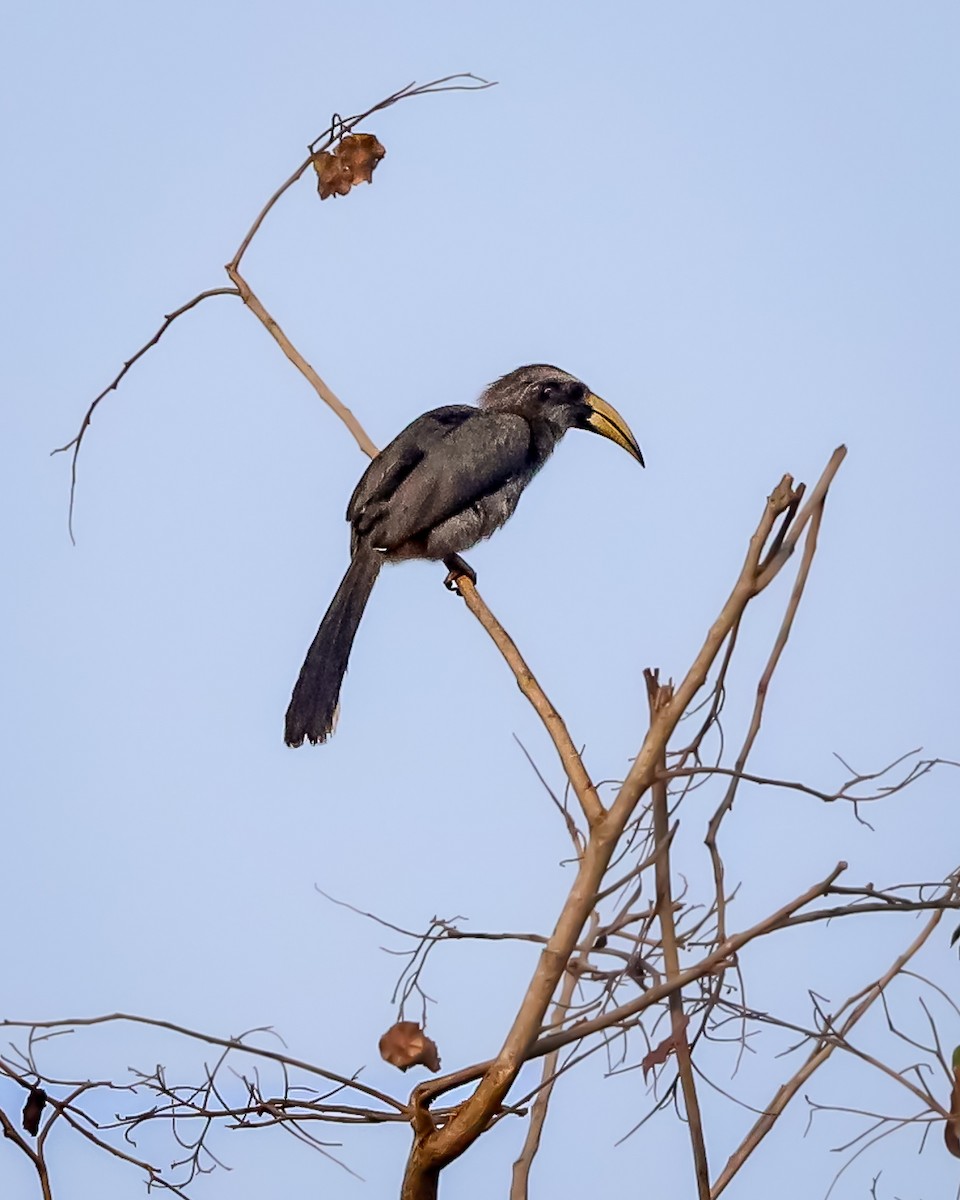 Malabar Gray Hornbill - ML620978213