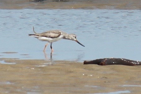 Terek Sandpiper - ML620978216