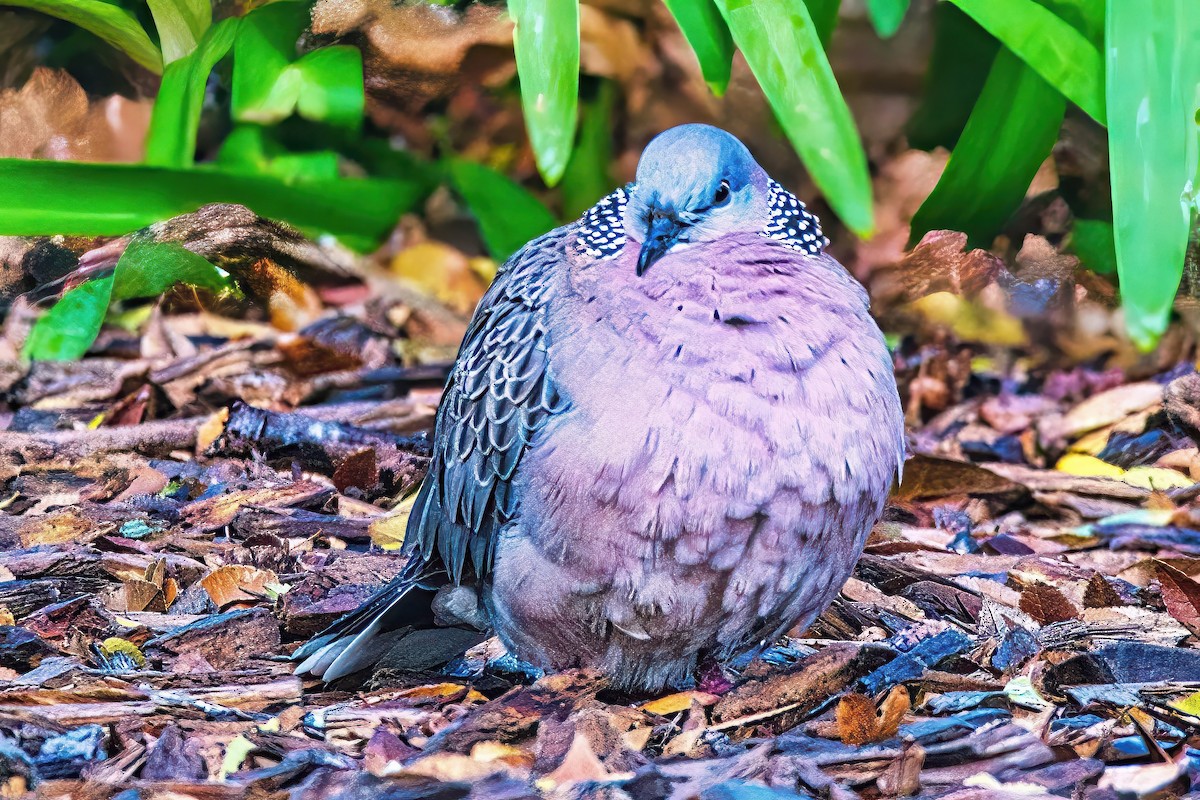 Spotted Dove (Eastern) - ML620978238