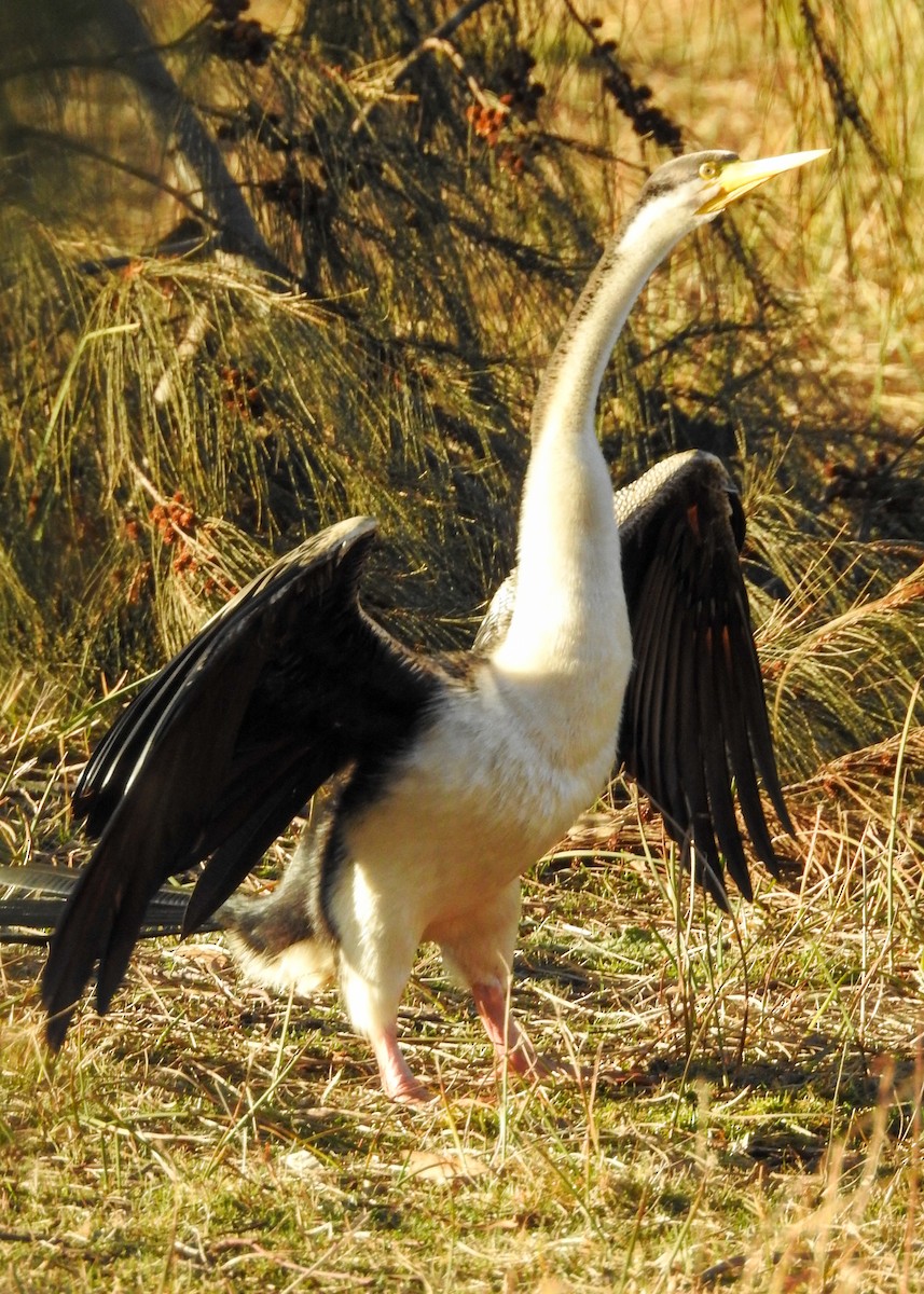 Austral-Schlangenhalsvogel - ML620978243