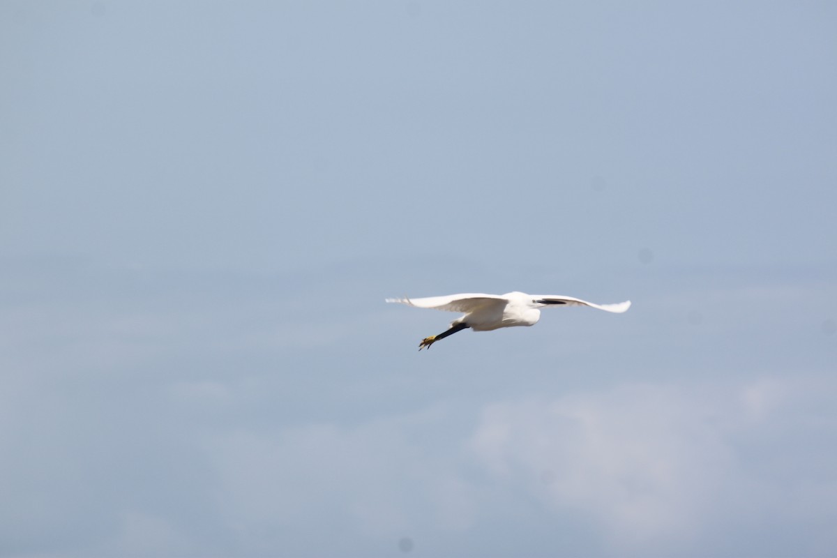 Little Egret (Western) - ML620978245