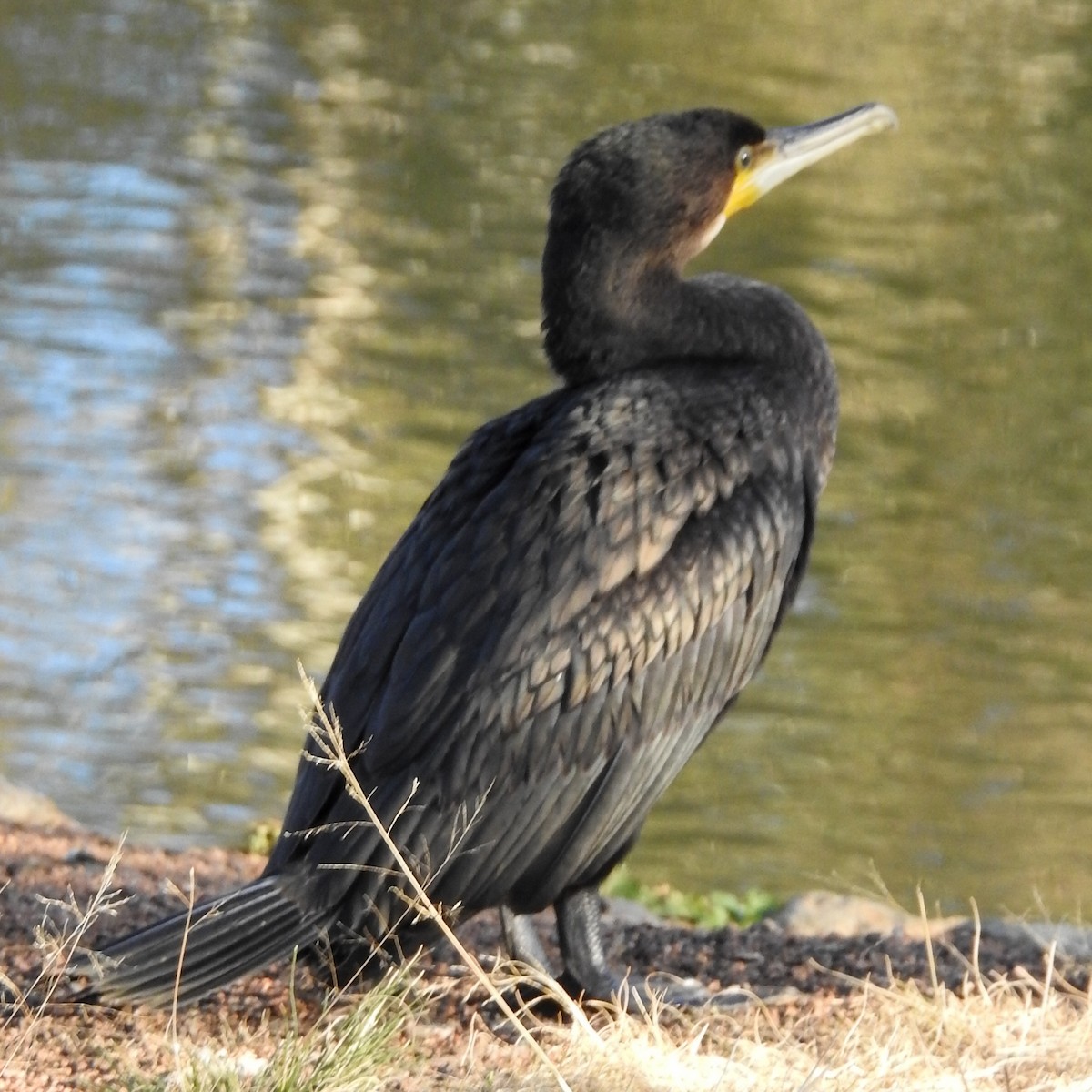 Great Cormorant - ML620978247