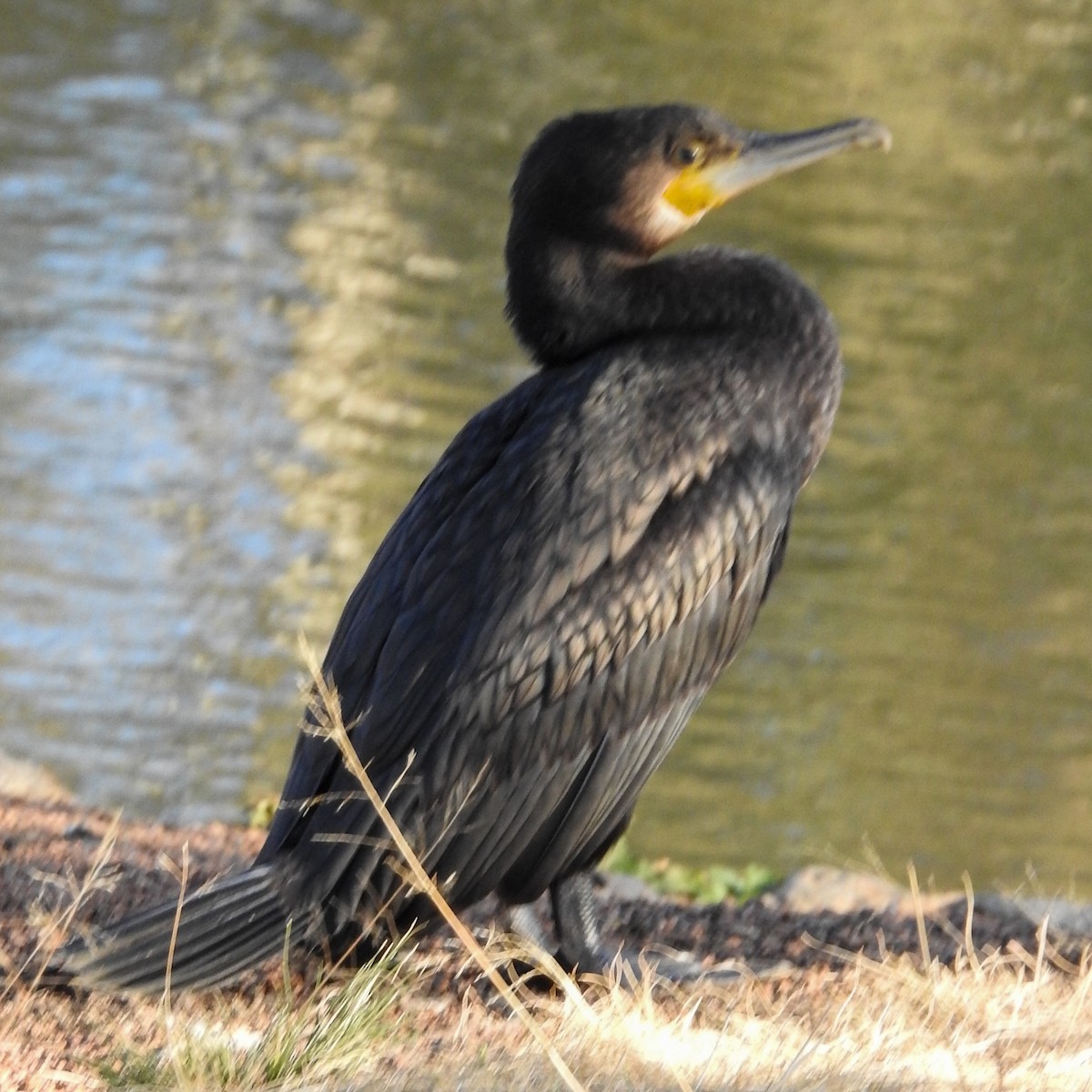 Great Cormorant - ML620978248