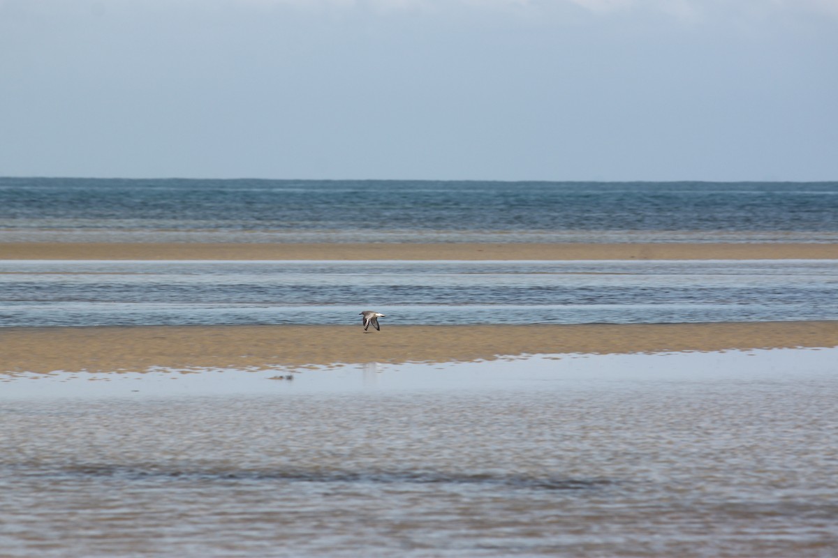 Black-bellied Plover - ML620978250