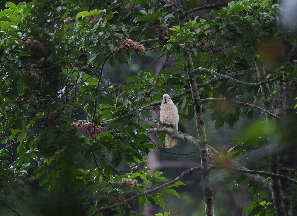 Salmon-crested Cockatoo - ML620978253