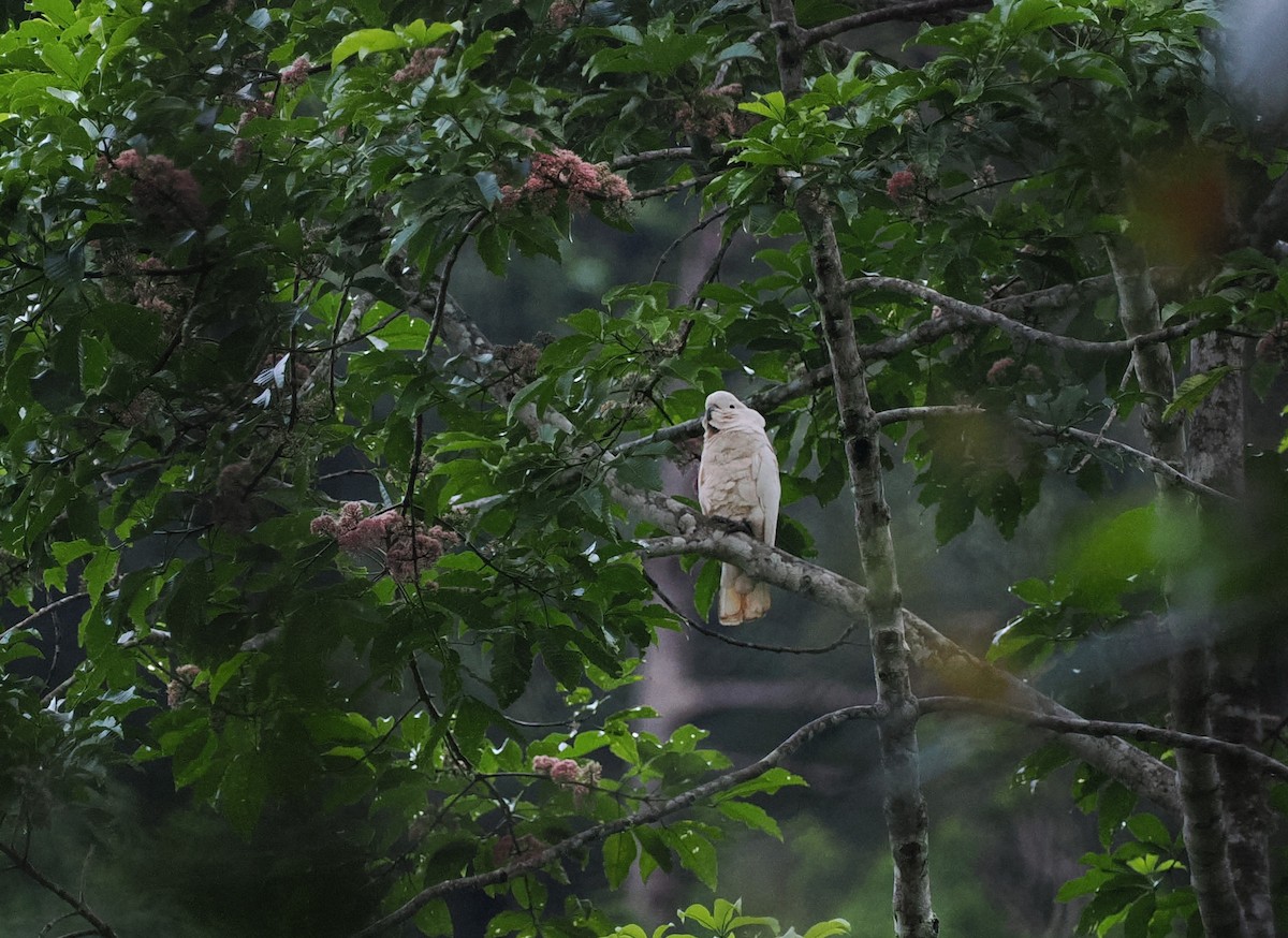 Salmon-crested Cockatoo - ML620978254