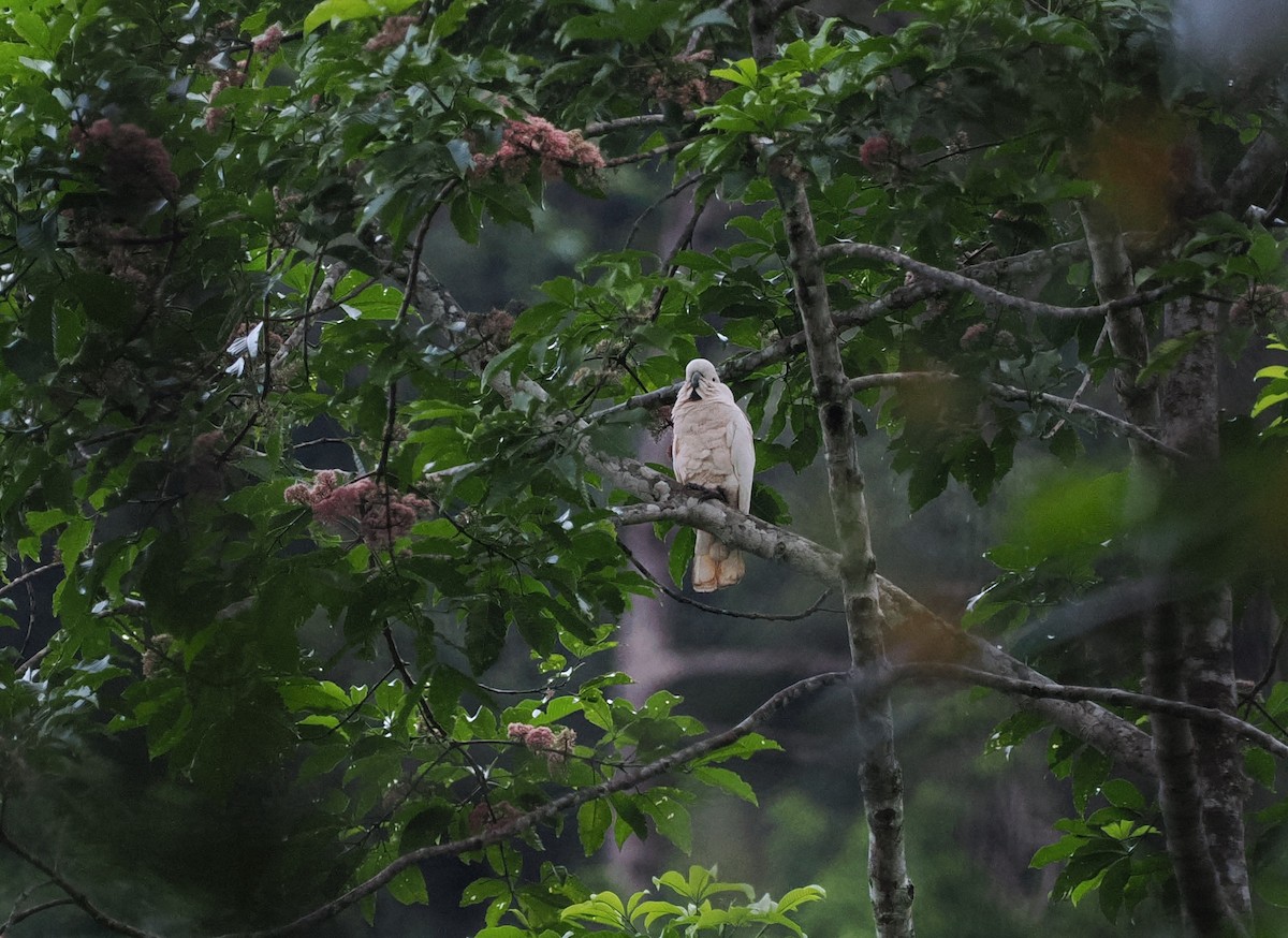 Salmon-crested Cockatoo - ML620978255