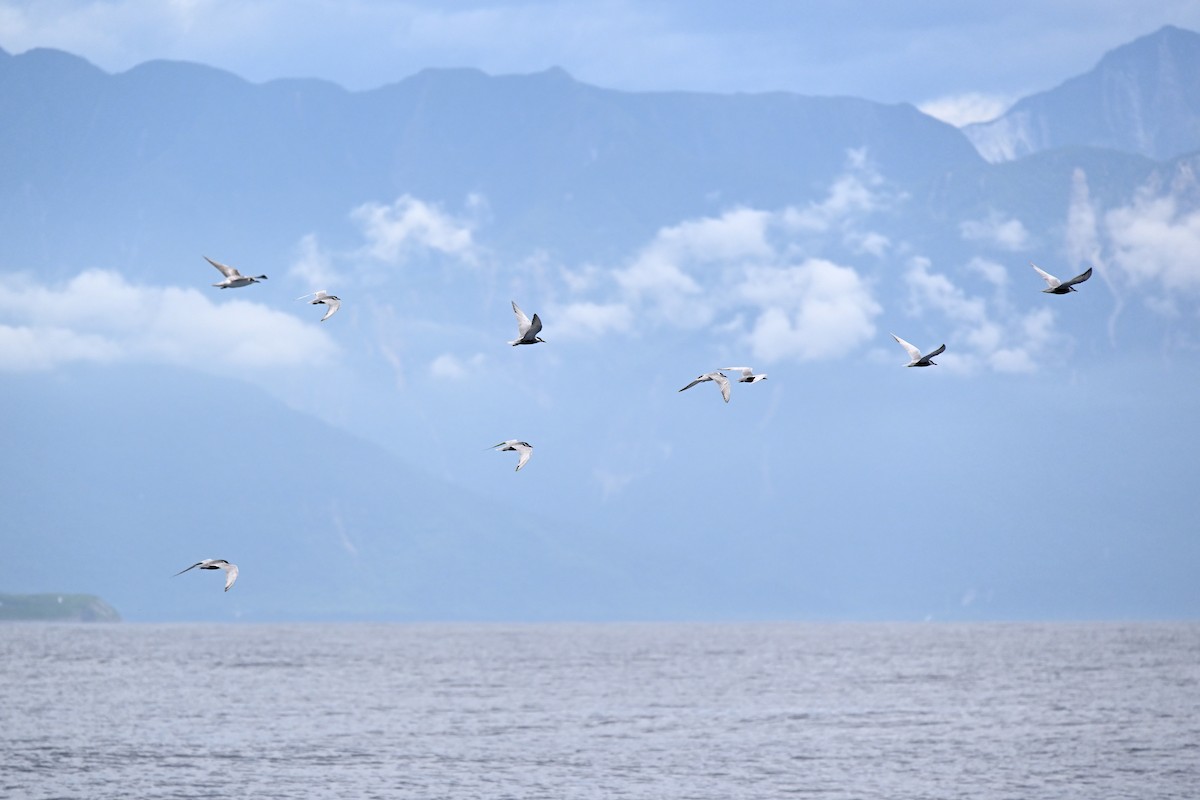 Whiskered Tern - ML620978265