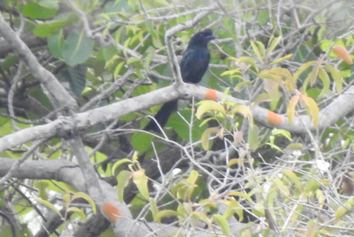 Greater Racket-tailed Drongo - ML620978267