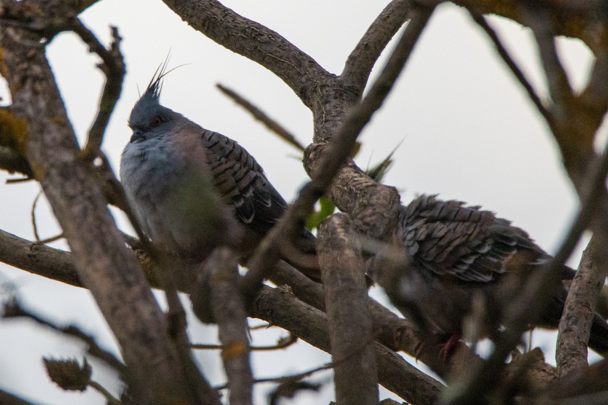 Crested Pigeon - ML620978271