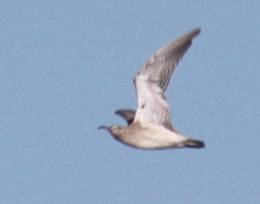 Courlis corlieu (phaeopus) - ML620978272