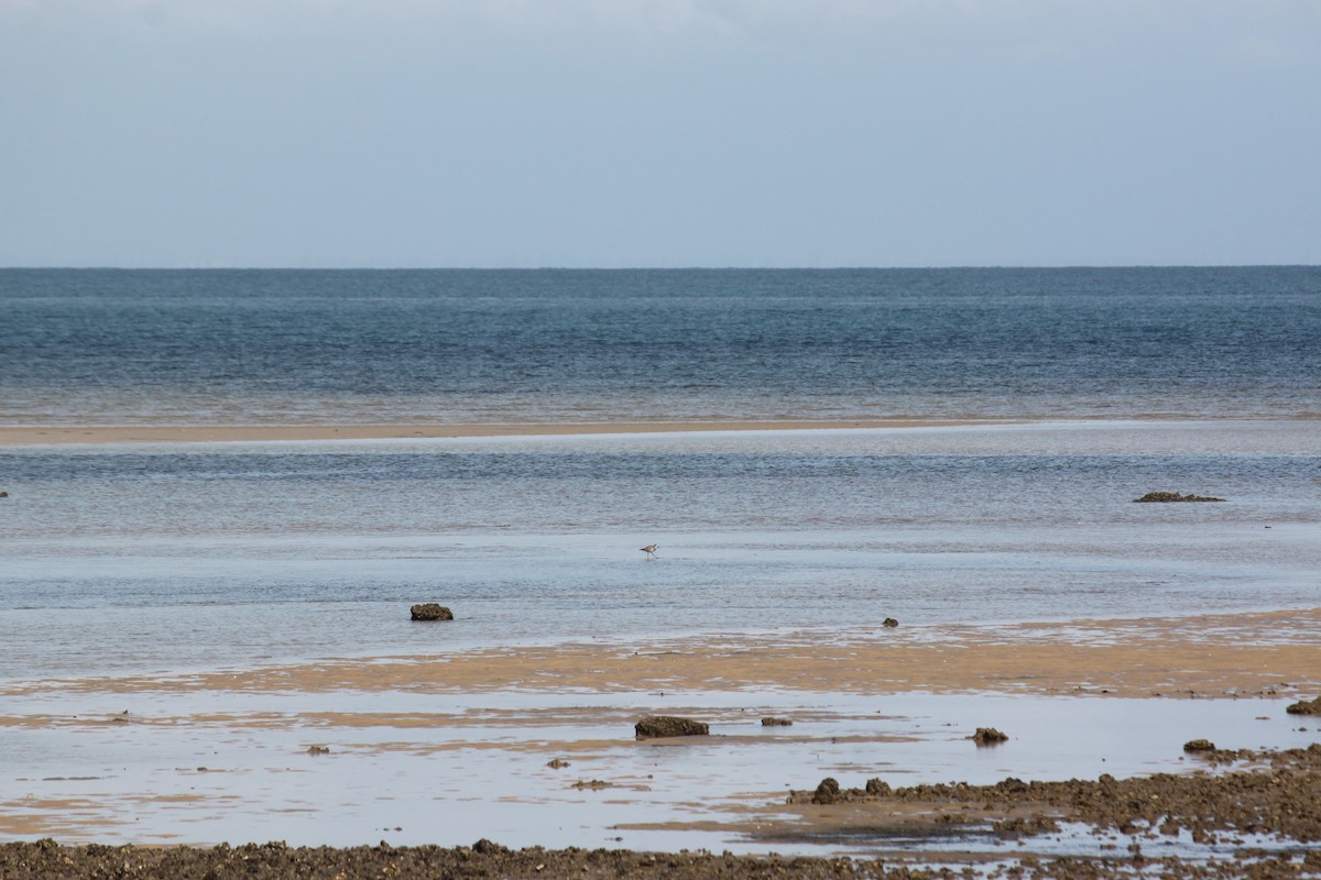 Black-bellied Plover - ML620978273