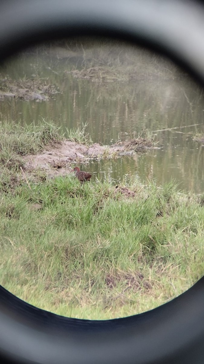 Slaty-breasted Rail - ML620978274