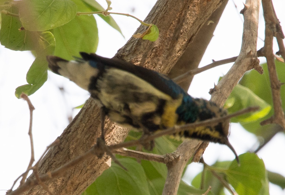 Purple Sunbird - Rick Rocheleau