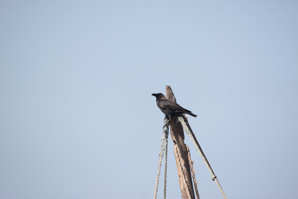 House Crow - ML620978282