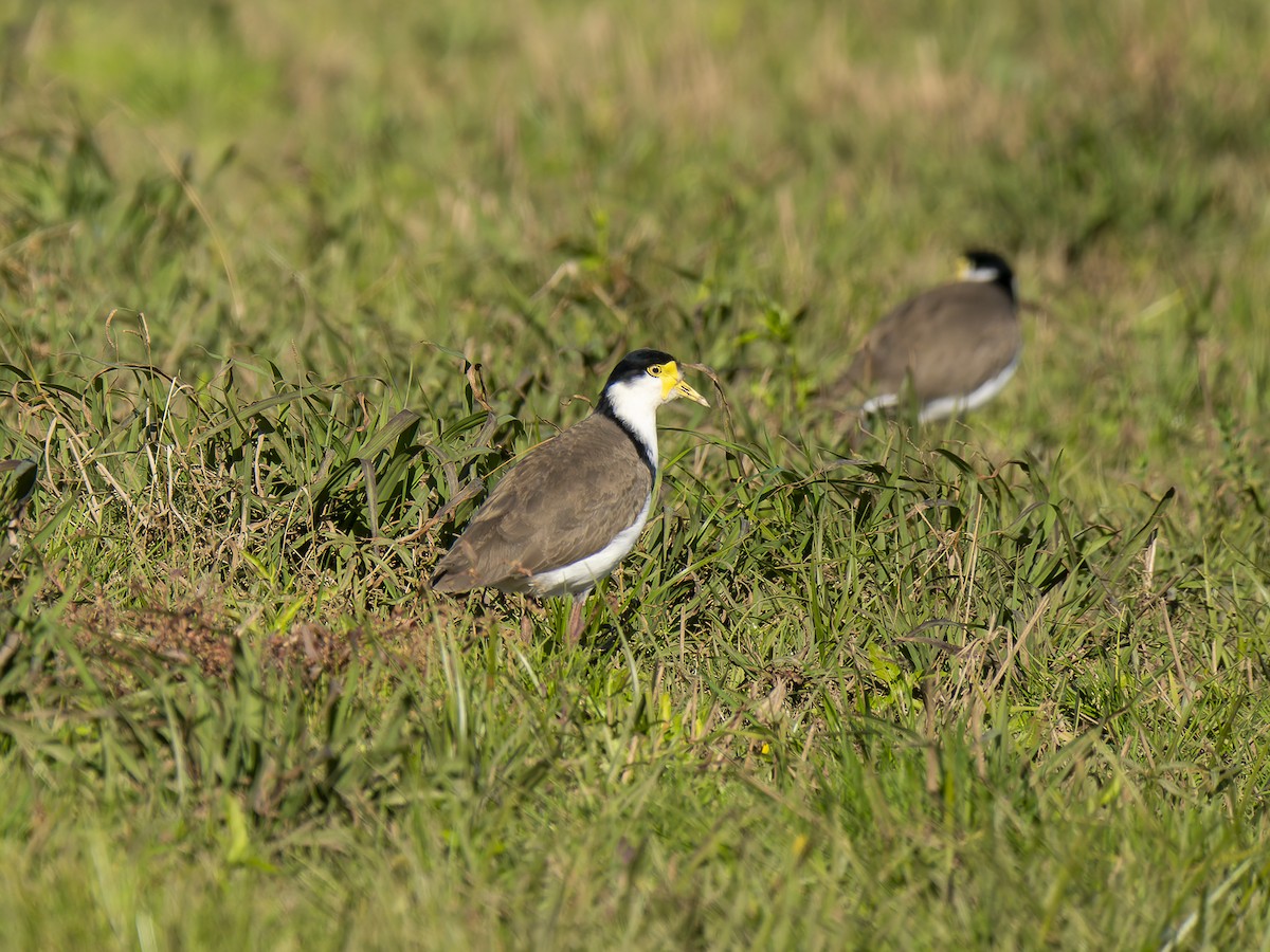 Masked Lapwing - ML620978294