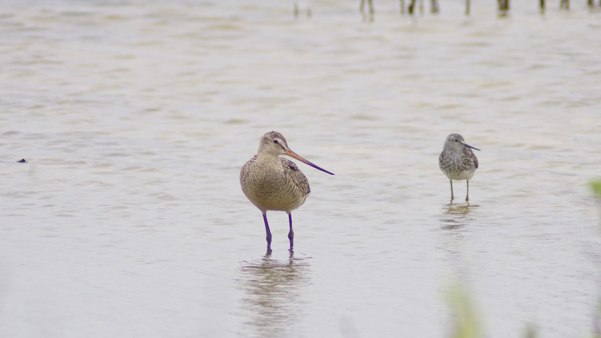 Marbled Godwit - ML620978297