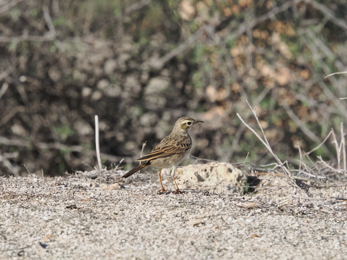 Bisbita Neozelandés (grupo australis) - ML620978305