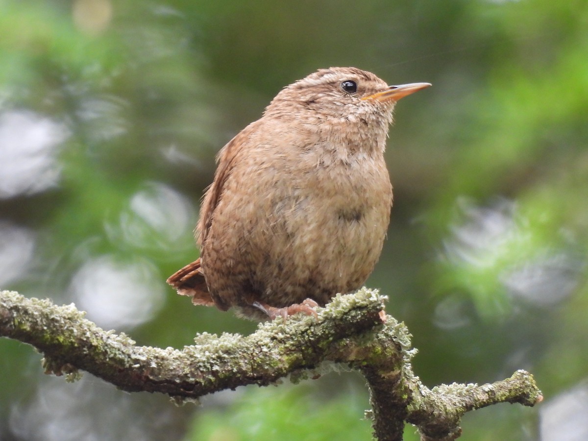 Eurasian Wren - ML620978310