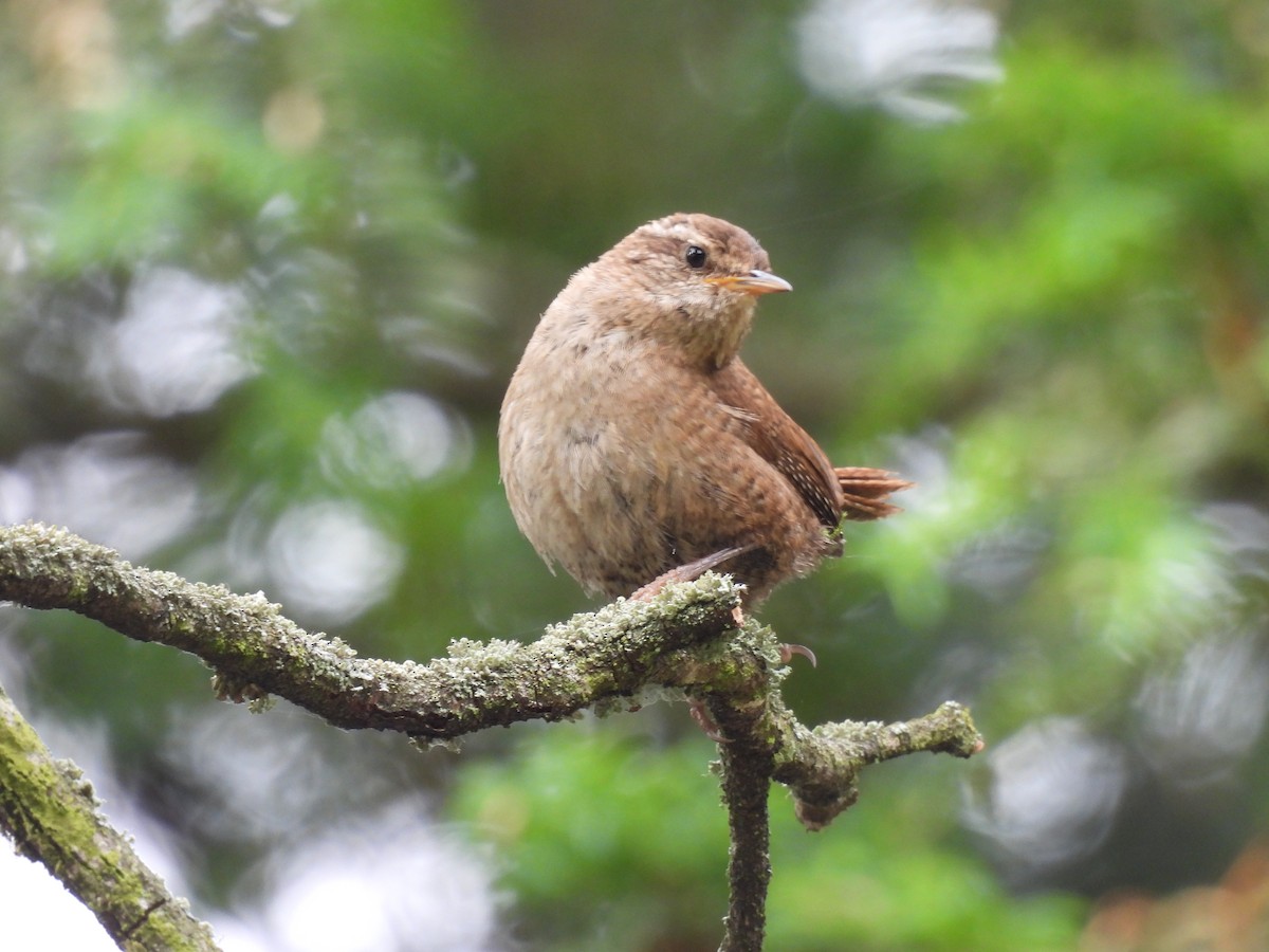 Eurasian Wren - Chandrika Khirani