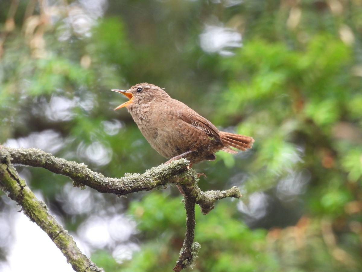 Eurasian Wren - ML620978312