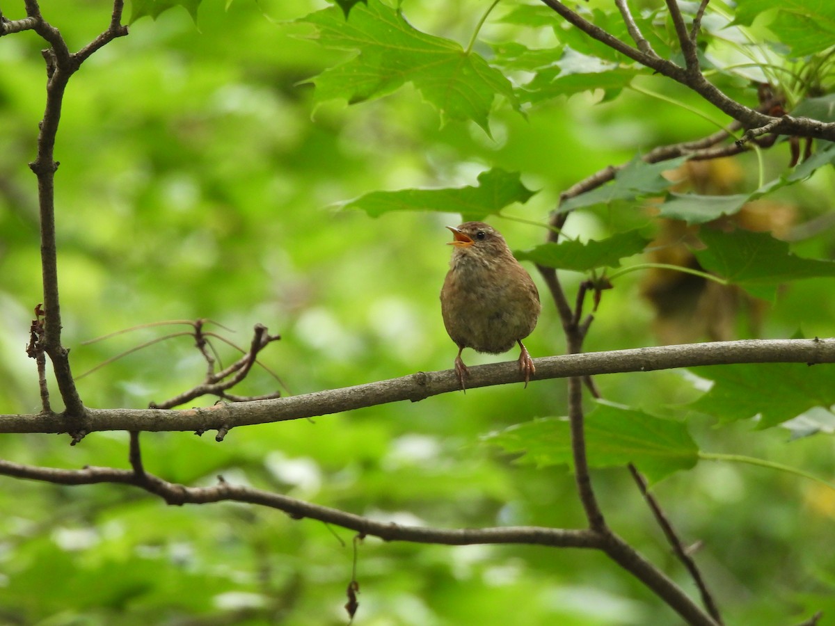 Eurasian Wren - ML620978318