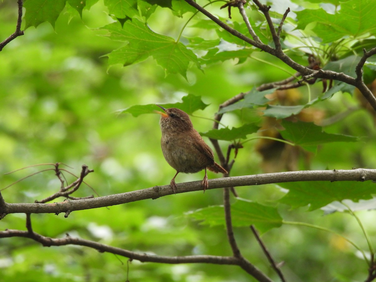 Eurasian Wren - ML620978319