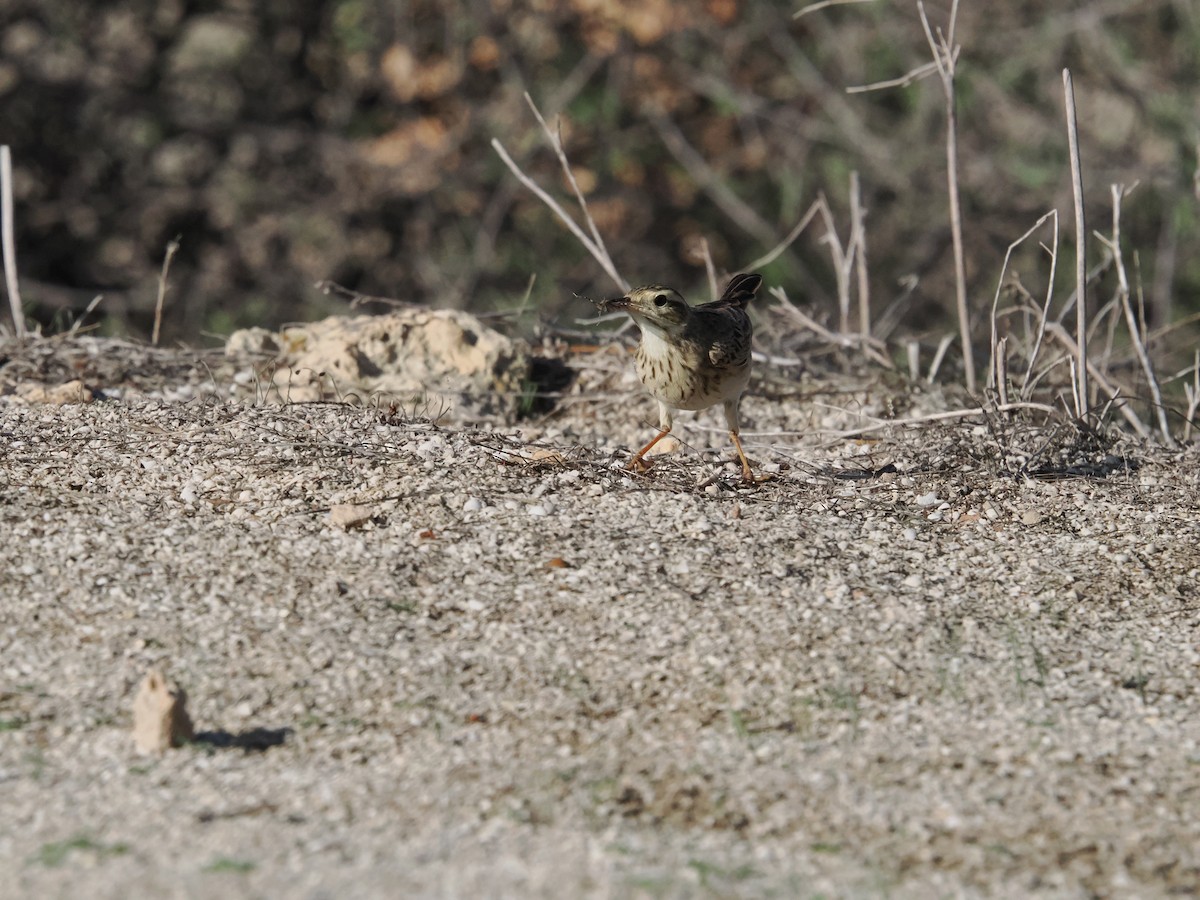 Australian Pipit - ML620978323