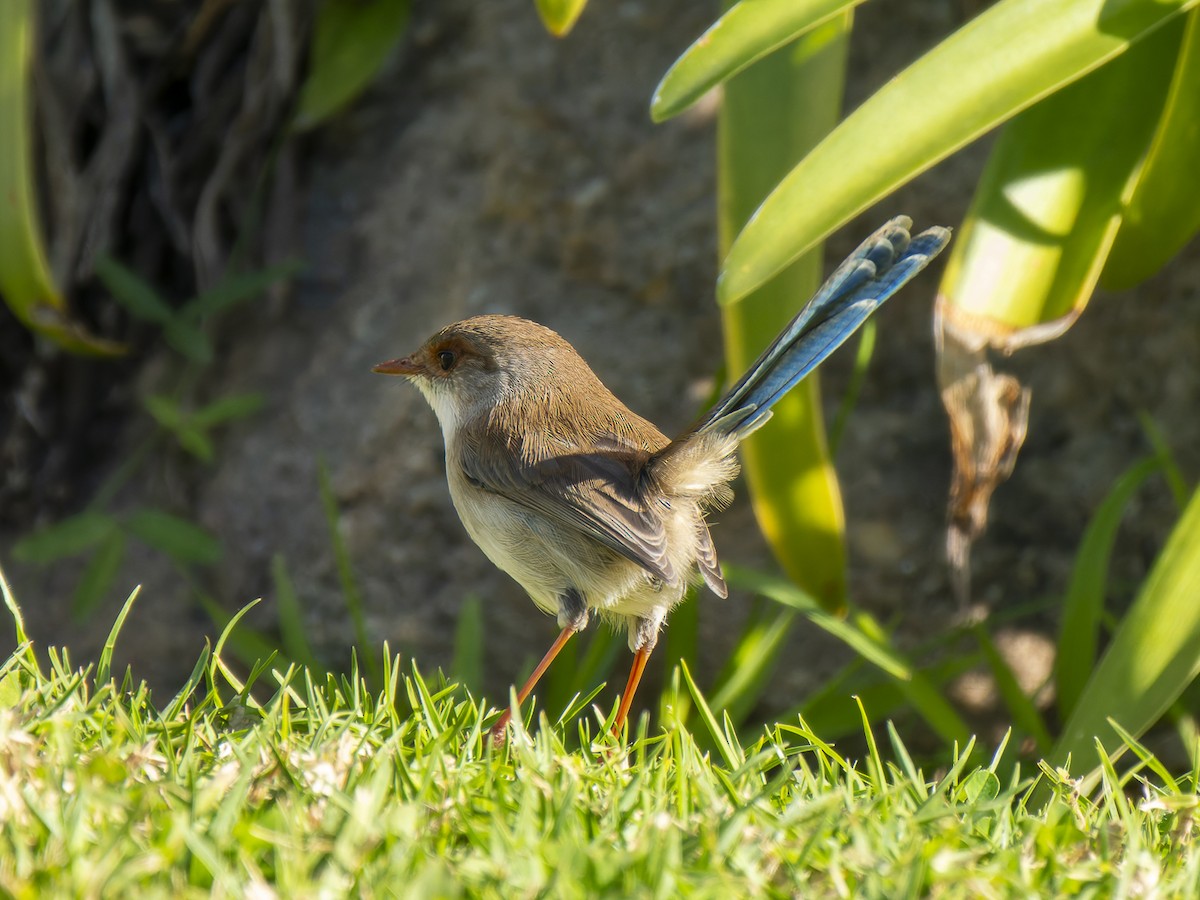 Superb Fairywren - ML620978327