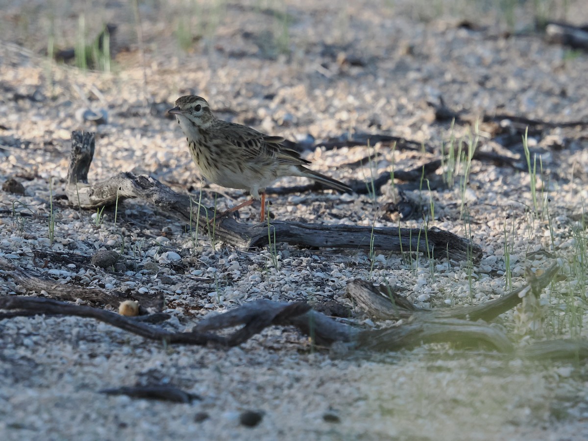 Bisbita Neozelandés (grupo australis) - ML620978335