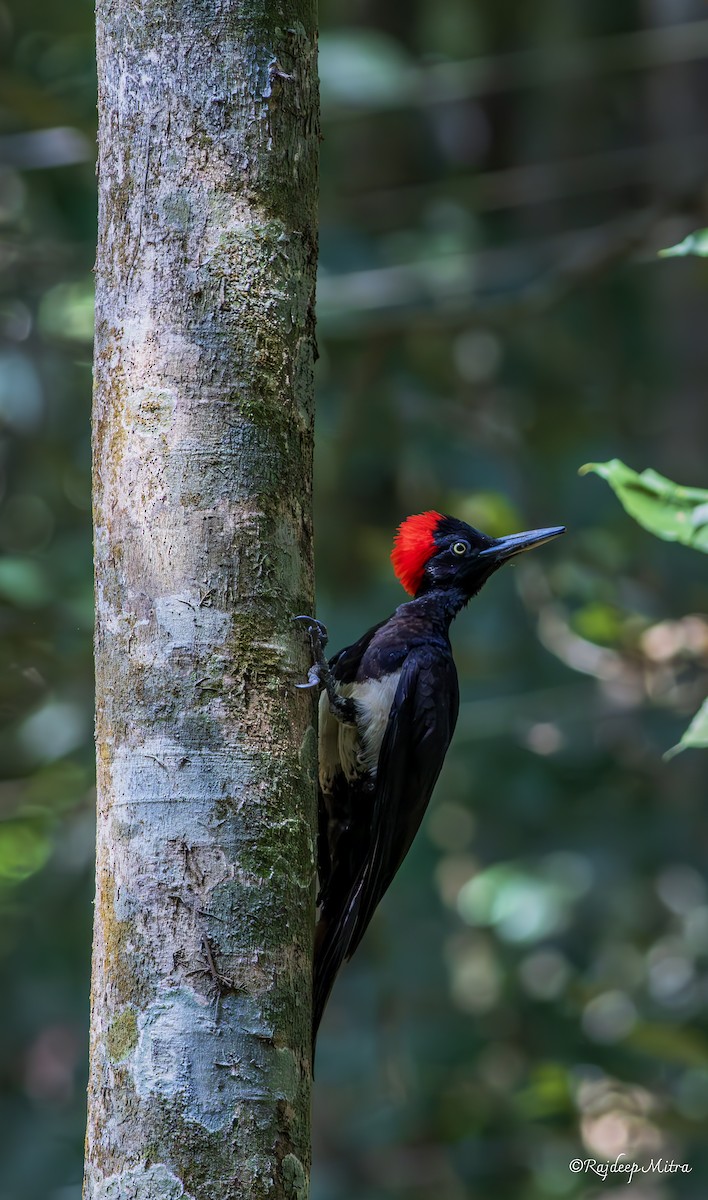 White-bellied Woodpecker - ML620978336