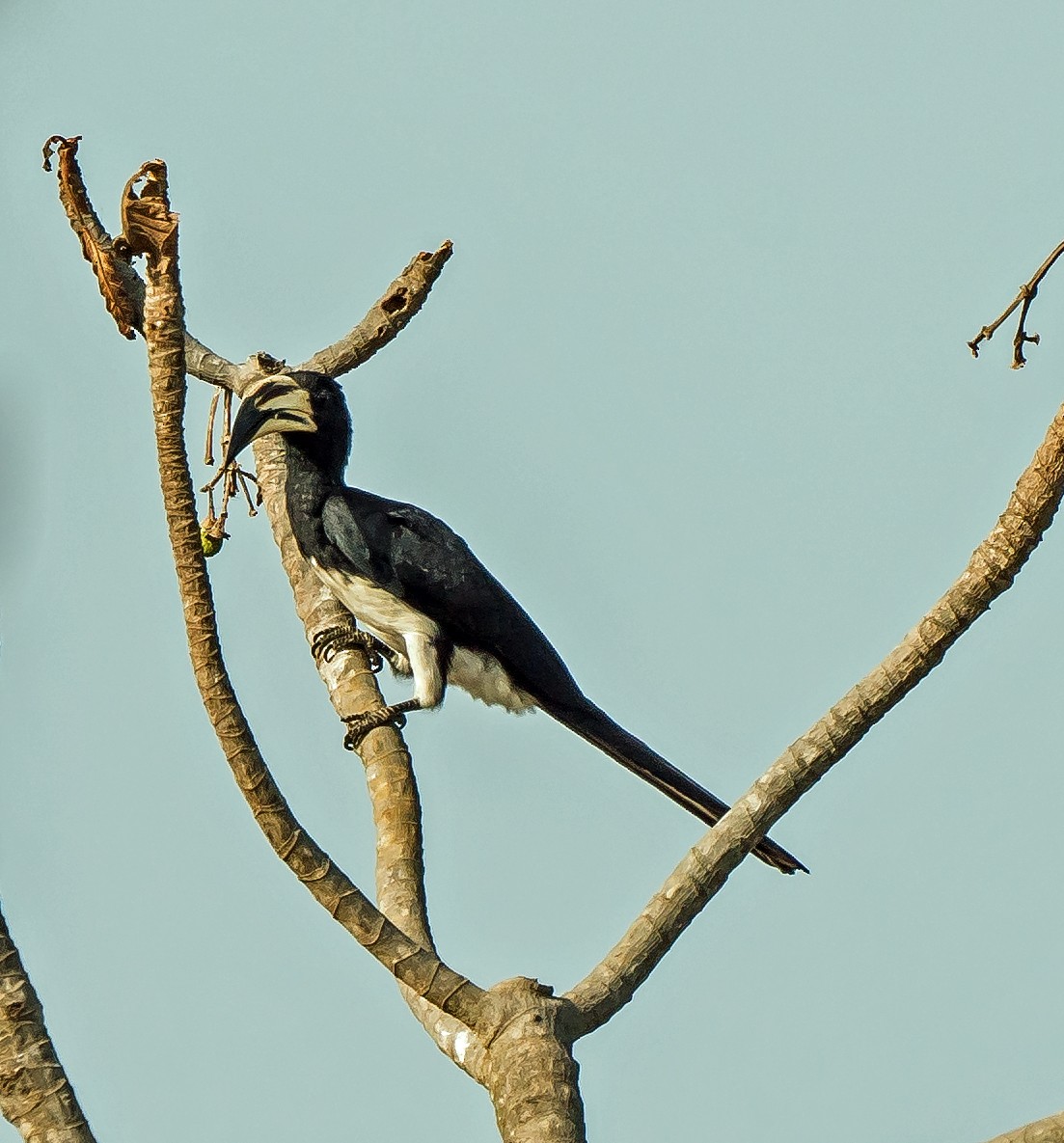 West African Pied Hornbill - ML620978352