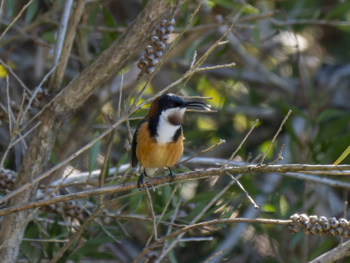 Eastern Spinebill - ML620978369