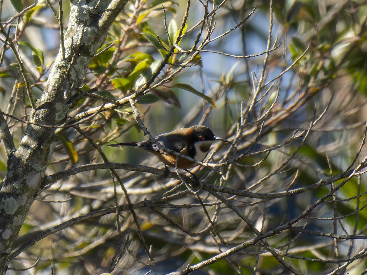 Eastern Spinebill - ML620978371