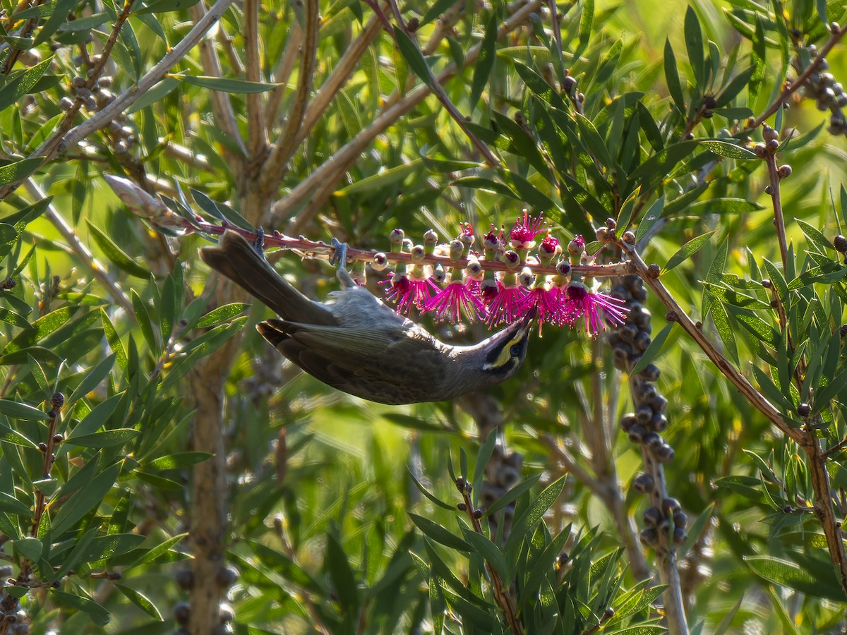 Yellow-faced Honeyeater - ML620978375