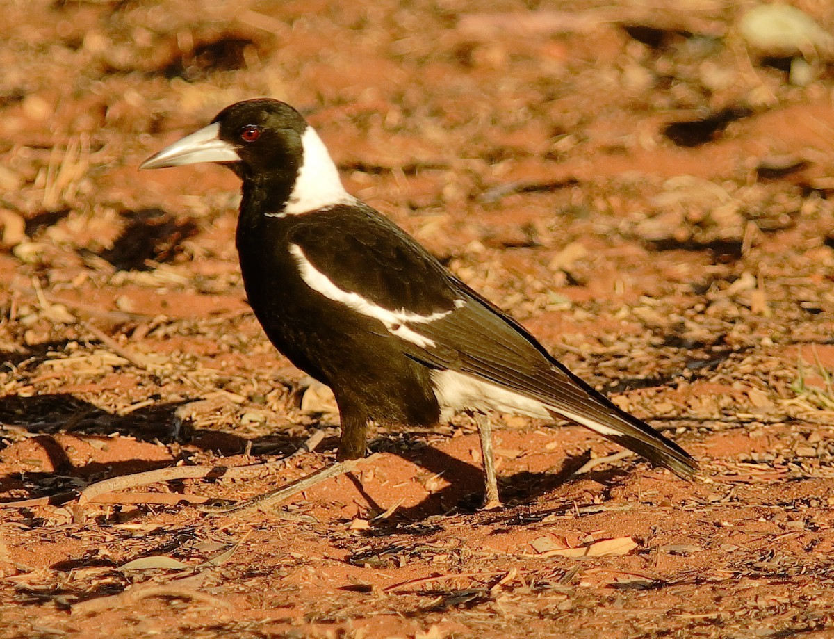 Australian Magpie (Black-backed) - ML620978382