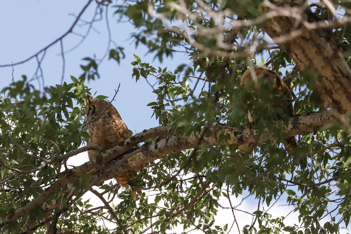 Great Horned Owl - ML620978383