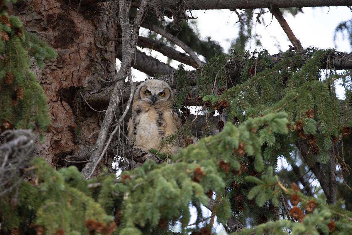 Great Horned Owl - ML620978384