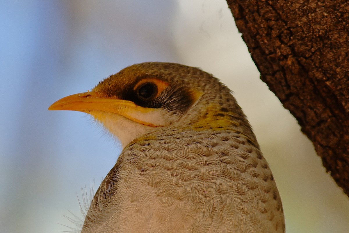 Yellow-throated Miner - Rex Matthews