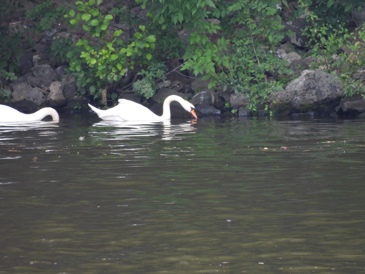 Cygne tuberculé - ML620978405