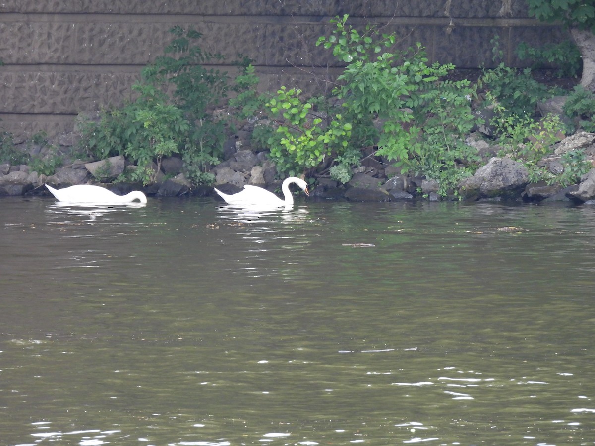 Cygne tuberculé - ML620978406