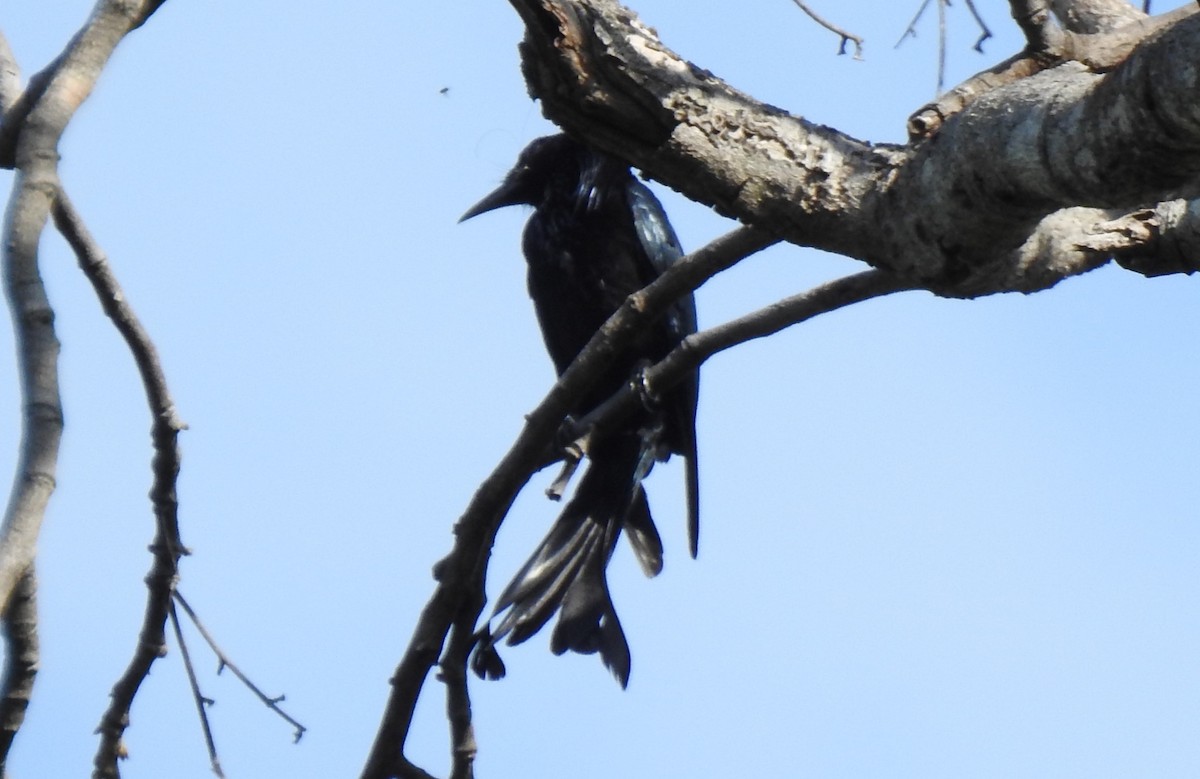 Hair-crested Drongo - ML620978407