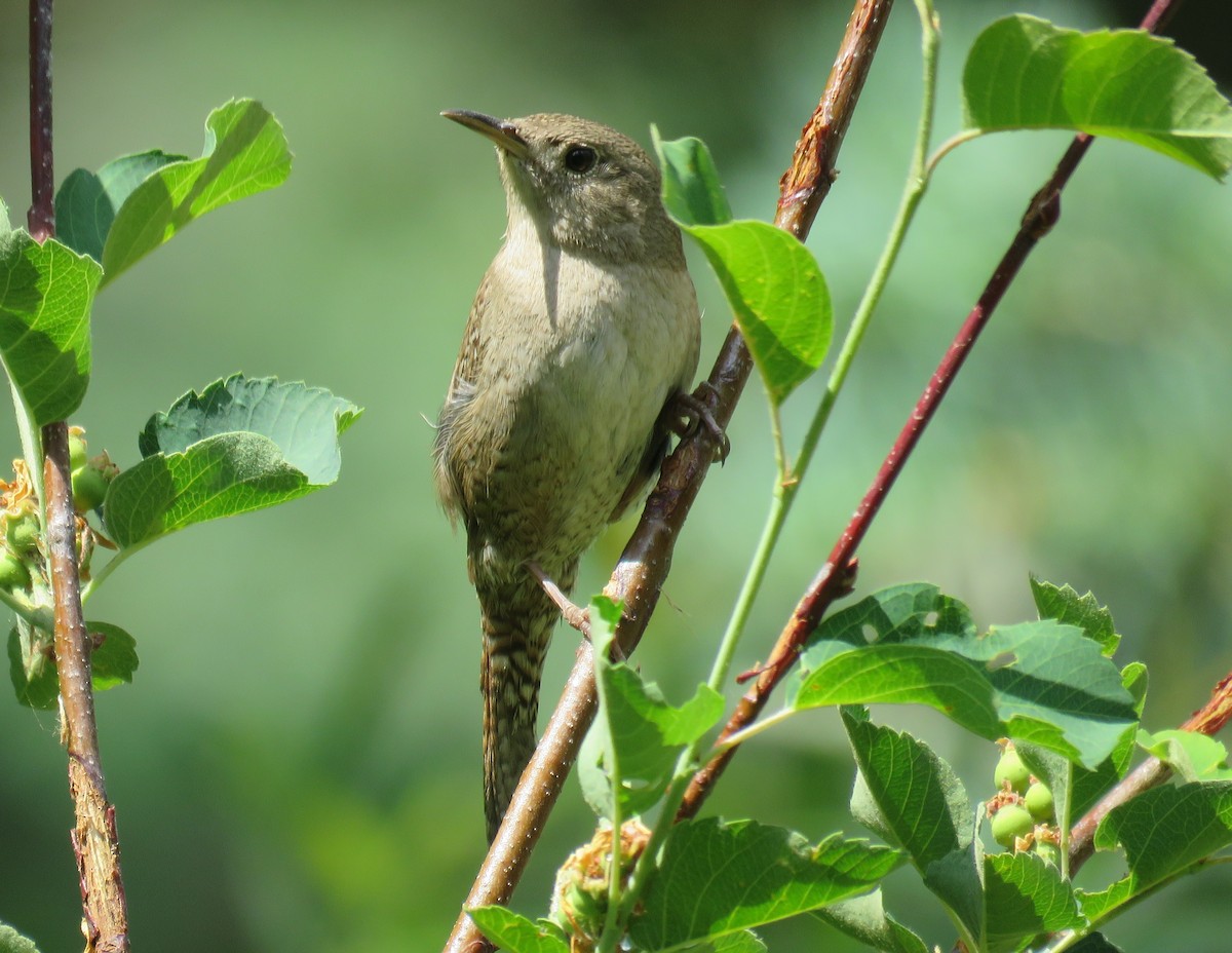 House Wren - Byron Greco